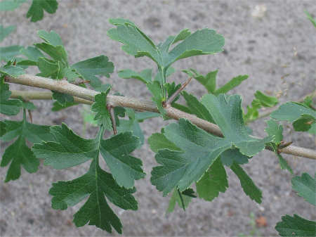 Păducelul (Crataegus monogyna, Crategus oxyacantha L., Galagonya; Weissdorn) [1]