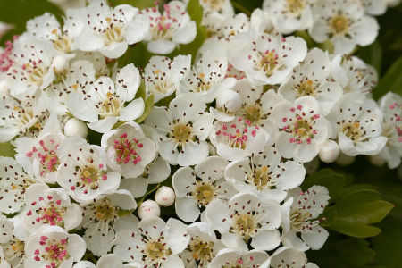 Păducelul (Crataegus monogyna, Crategus oxyacantha L., Galagonya; Weissdorn) [2]