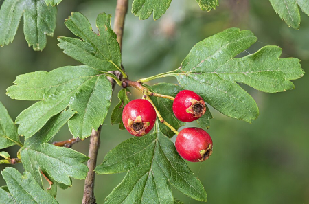 Samburi - Păducelul (Crataegus monogyna, Crategus oxyacantha L., Galagonya; Weissdorn)