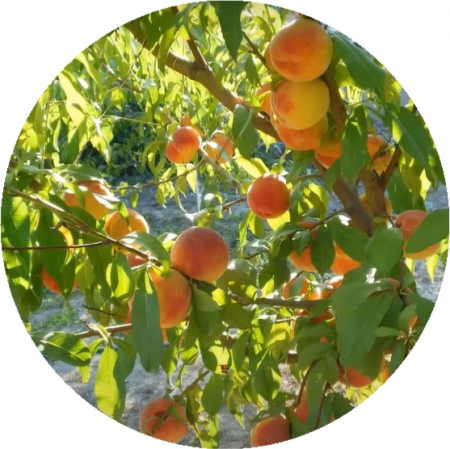 Pomi fructiferi - Piersic Triumf