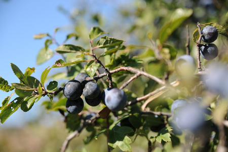 Samburi - Porumbar (Prunus spinosa)