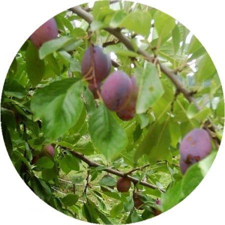 Pruni - Prun Agen