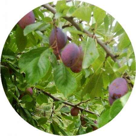 Pomi la ghiveci - Prun Agen balot/ghiveci