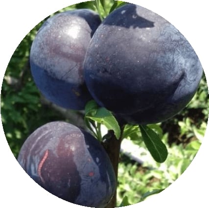 Prun Black Amber (japonez) [0]