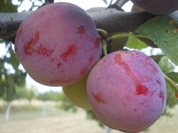 Prun Renglot Rosu [4]