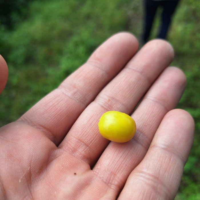 Cafea din Columbia [4]