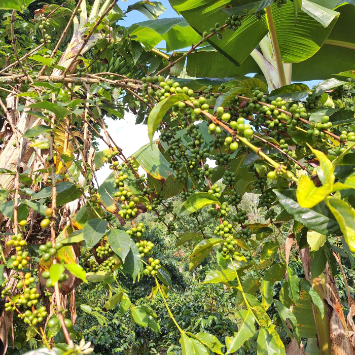 Cafea din Costa Rica [4]