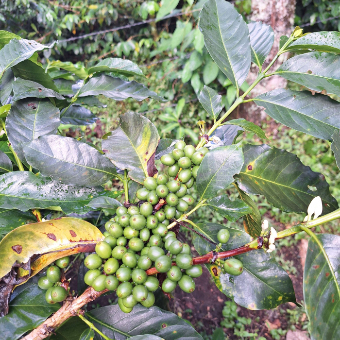 Cafea de specialitate din CUBA [4]