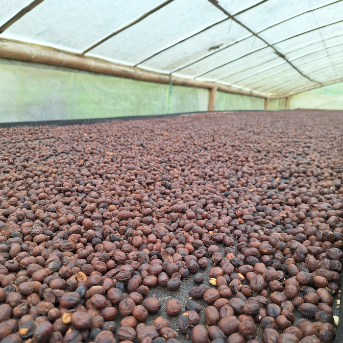 Cafea din Ethiopia - Ethiopia Alaka [4]