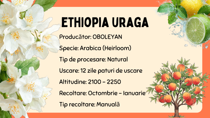 Cafea din Ethiopia [5]