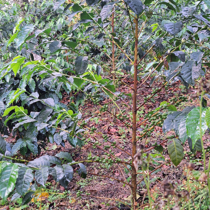 Cafea din Ethiopia [4]