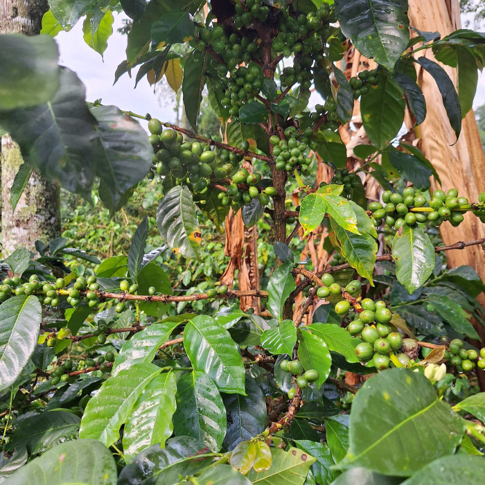 Cafea de specialitate din India [4]