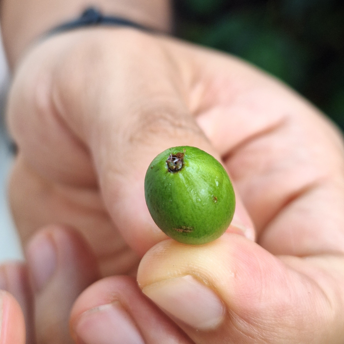 India Cherry Robusta [4]