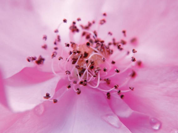 Odorizant spray pentru ambient si tesaturi,Secret,50ml [2]