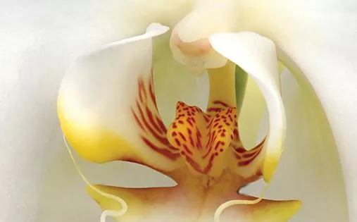 Rezerva odorizant camera,Spring Air ,250ml,White Orchid [3]