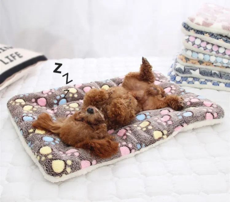 pat pentru caini [5]