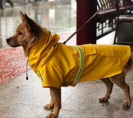 Haine si accesorii - pelerina de ploaie pentru caini