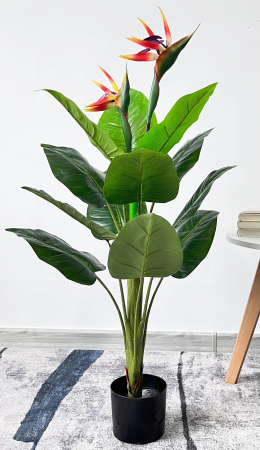 Flori - PLANTA PASAREA PARADISULUI 1 m 12 frz  TH536110