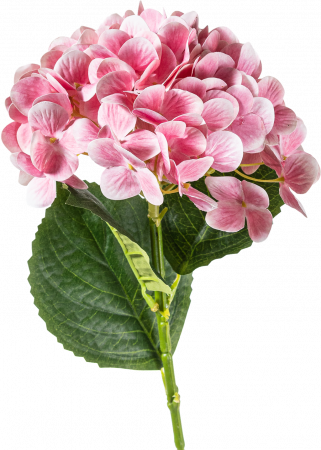 Flori - Flori HORTENSIE 60 CM