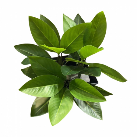 Extensii plante - FRUNZE MD 2 Ornamental