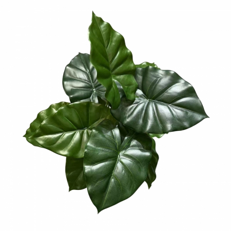 Extensii plante - Frunze MD7 Ornamental