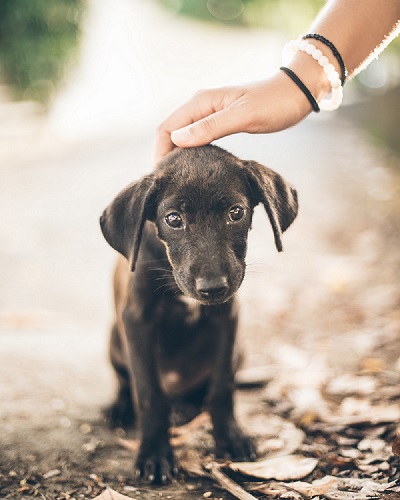 Ghid simplu pentru pregătirea înainte de adopția unui câine