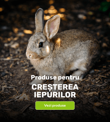 Creșterea iepurilor