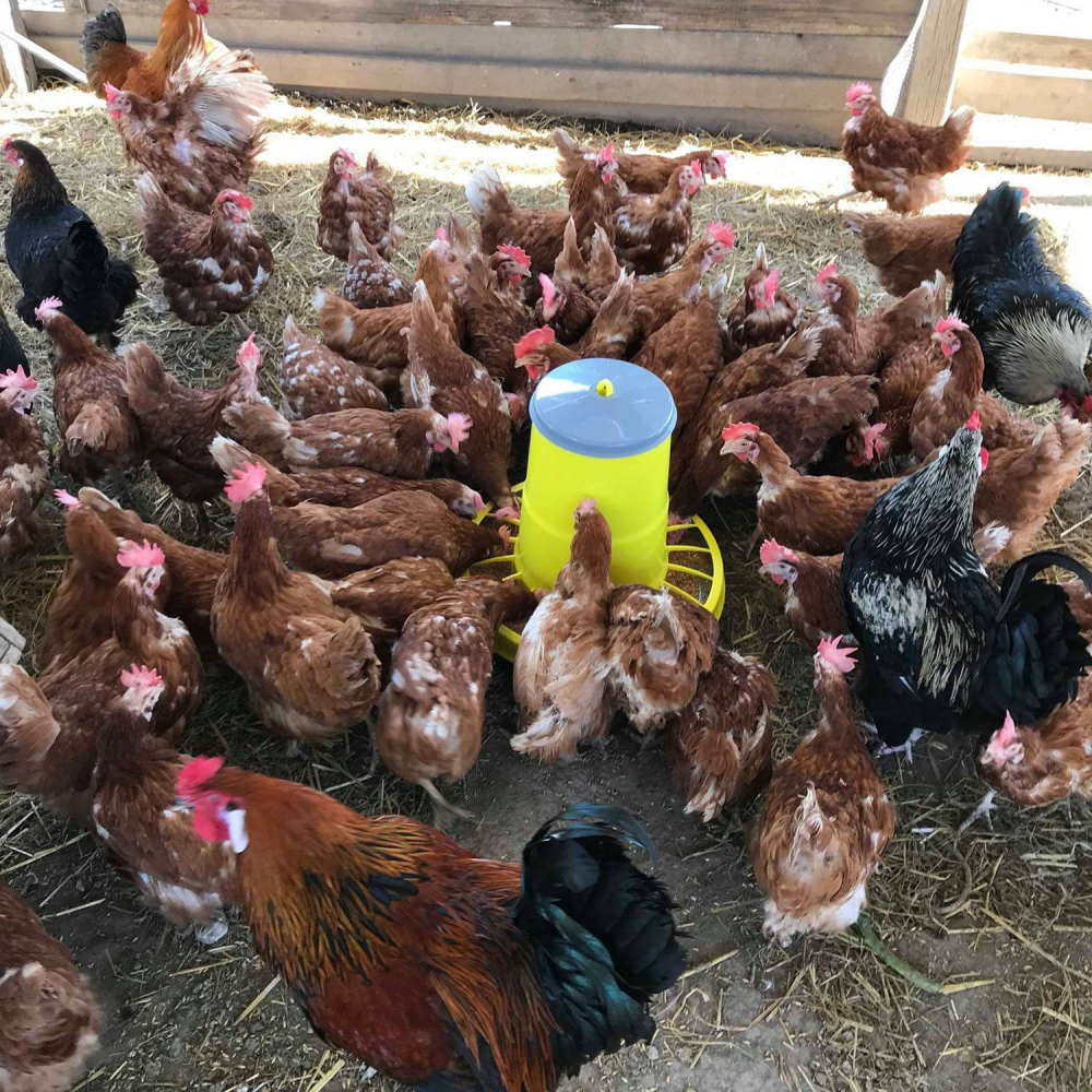 Hrănitoare din plastic cu grilă pentru prevenirea risipei 12 kg (galben) cu picioare [8]