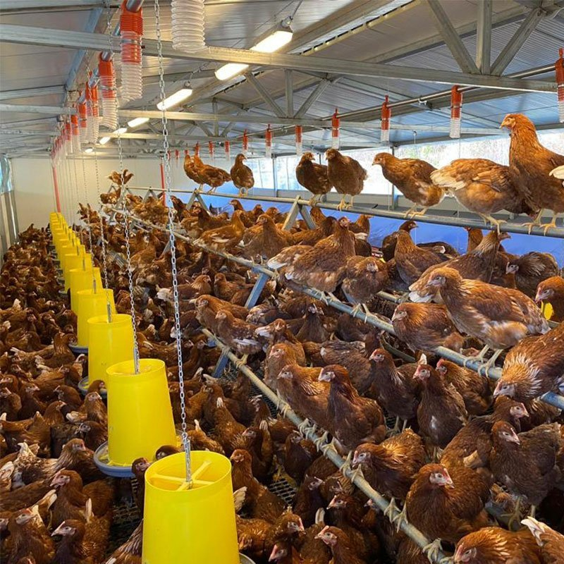 Hrănitoare din plastic cu grilă pentru prevenirea risipei 20 l (galben) [6]