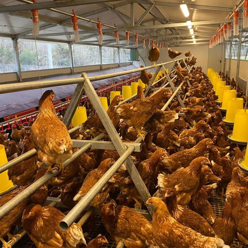 Hrănitoare din plastic cu grilă pentru prevenirea risipei 20 l (galben) [5]