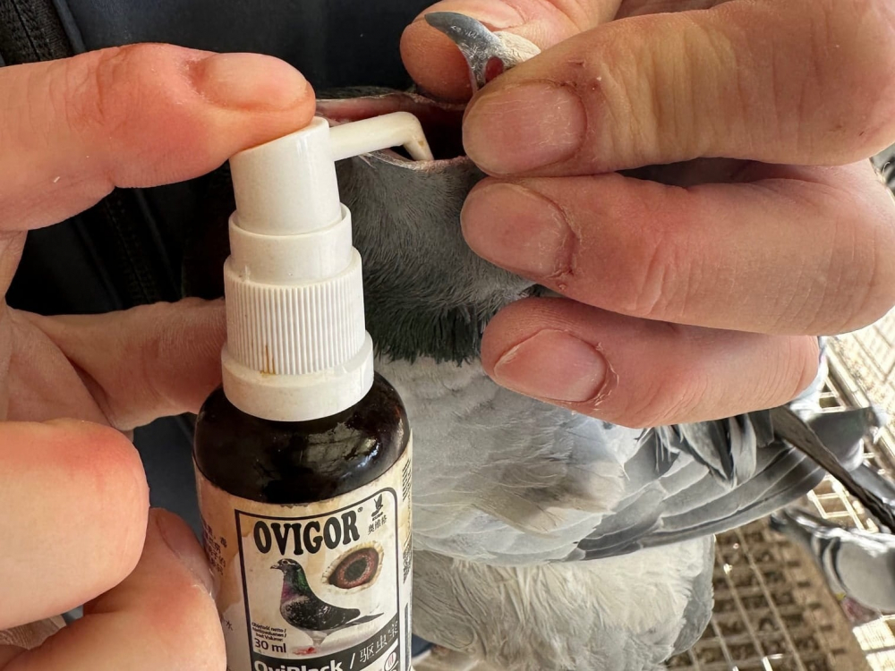 OviBlack [5]