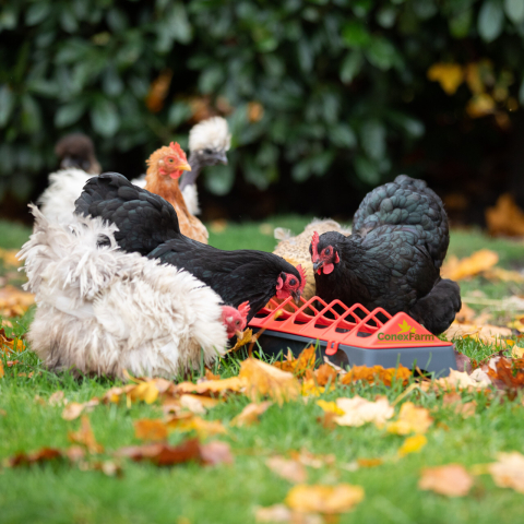 Hrănitor pentru păsări de curte cu picioare– 50 cm (negru/roșu) [1]