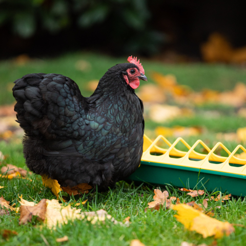 Hrănitor pentru pui cu picioare– 50 cm (negru/roșu) [1]