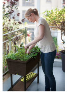 Rasadnita cu etajera, maro, Keter Urban Bloomer [4]