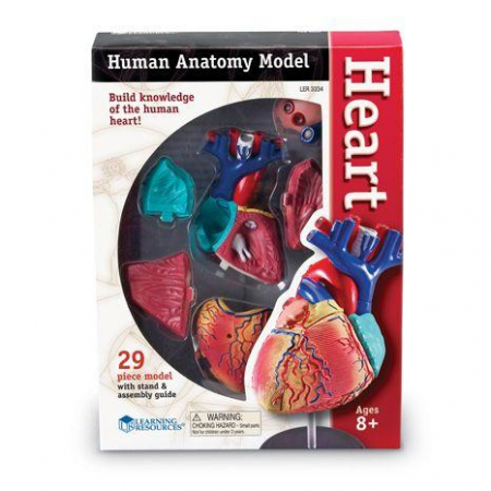Materiale gradinita - Corpul uman - Inima - Macheta cu 29 piese - Set educativ