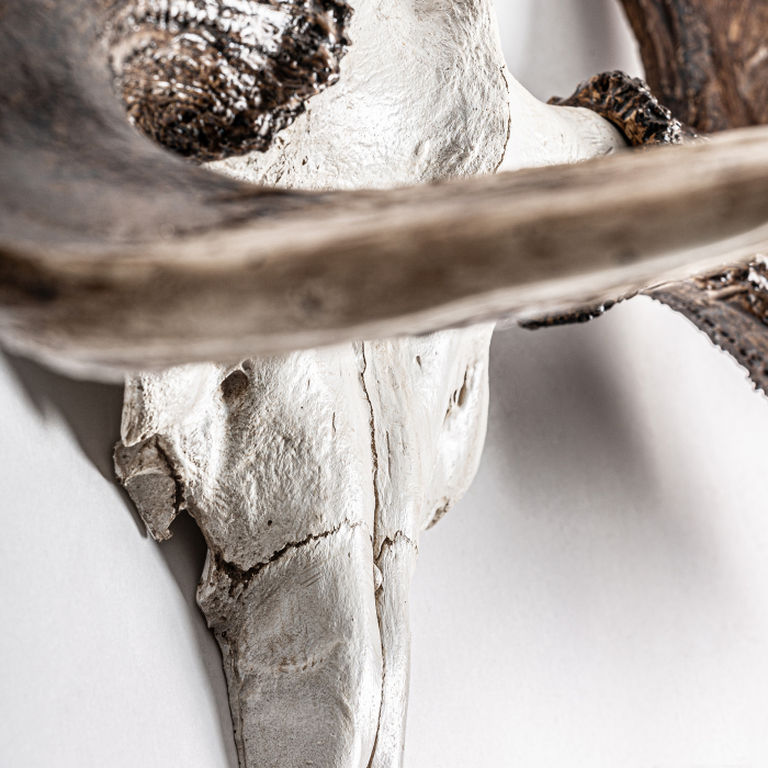 Bust cerb scandinav|Decoratiuni animale moderne [2]