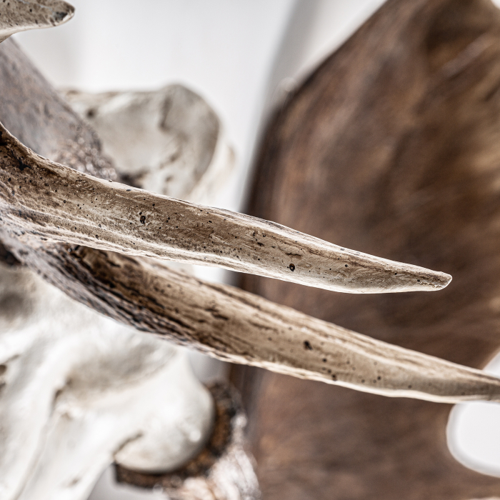 Bust cerb scandinav|Decoratiuni animale moderne [3]