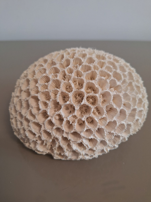 Coral rotund, polirasina, alb - CreativDeco.ro [9]