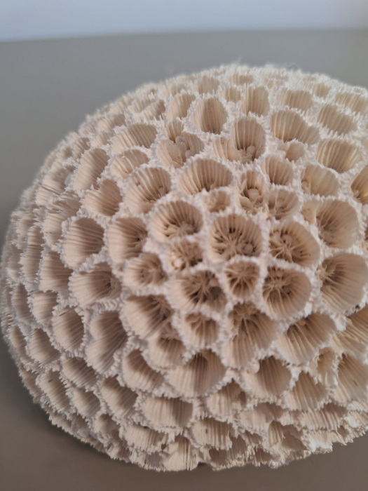 Coral rotund, polirasina, alb - CreativDeco.ro [6]