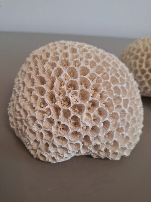Coral rotund, polirasina, alb - CreativDeco.ro [2]