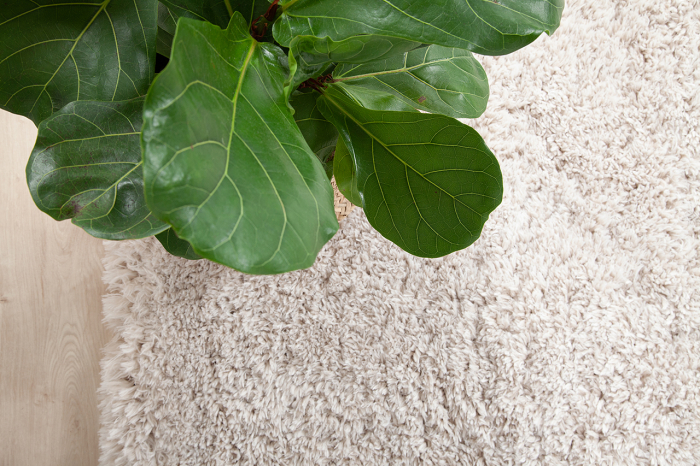 Covor modern minimalist ivory|Covoare ecologice premium [5]