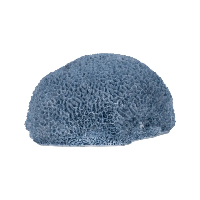 Burete marin rasina albastra|Decoratiuni marine sofisticate [1]