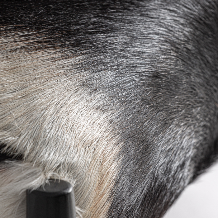 Fotoliu din lemn de tec negru cu sezut din piele naturala Kasher [7]