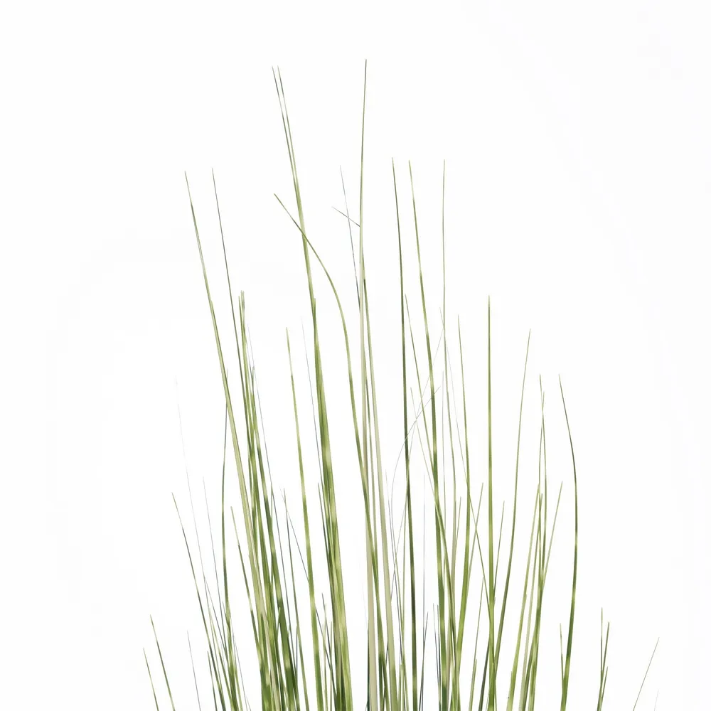 Iarba artificiala decorativa | Separatoare naturale | CreativDeco [2]