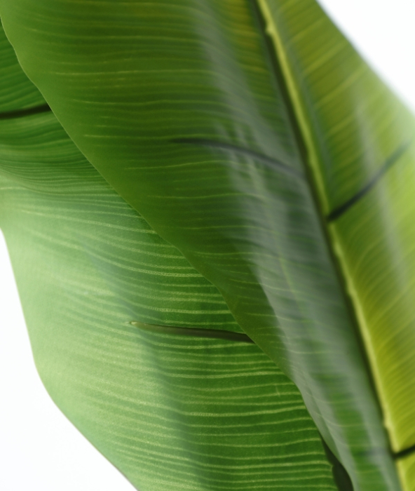 Plantă artificială Bananera [2]