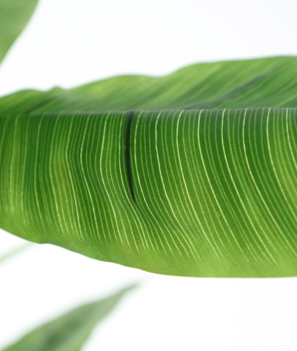 Plantă artificială Bananera [5]