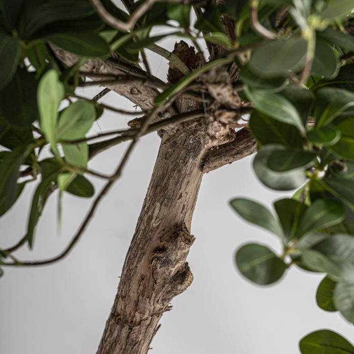 Plantă decorativă artificială Ficus cu trunchi din lemn [2]