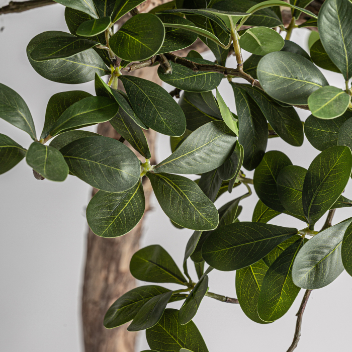 Plantă decorativă artificială Ficus cu trunchi din lemn [4]
