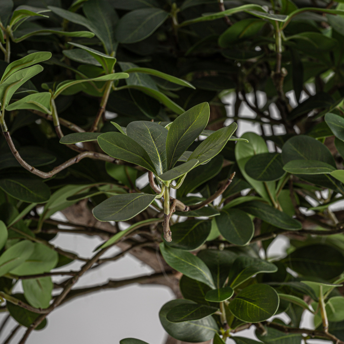 Plantă decorativă artificială Ficus cu trunchi din lemn [3]