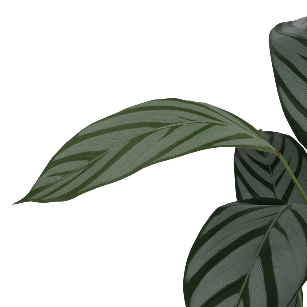 Planta Exotica Artificiala 220 cm | Vegetatie Artificiala [2]